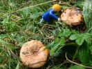 Nama file : BOLETUS CLICKORUM - Mambo.jpg
Ukuran file : 178KB
Dimensi : 640x480
Tanggal dimasukkan : 01 Apr 2010 BOLETUS CLICKORUM - Mambo.jpg