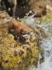 Pescando salmones - doctore.jpg